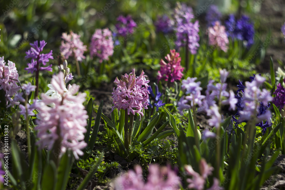 Flowering hyacinths in a flowerbed in the garden in the spring. Many multicolored flowers: pink, lilac, purple and blue hyacinths, background Flowering hyacinths in a flowerbed in the garden in the spring. Many multicolored flowers: pink, lilac, purple and blue hyacinths, background