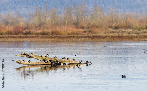 Mallard Ducks Resting and Wintering in the Mid-Willamette Valley, Marion County, Oregon photo