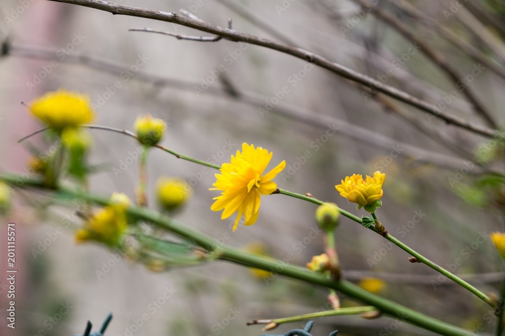 Spring tree flowering. Kerria japonica yellow flowers. Slovakia