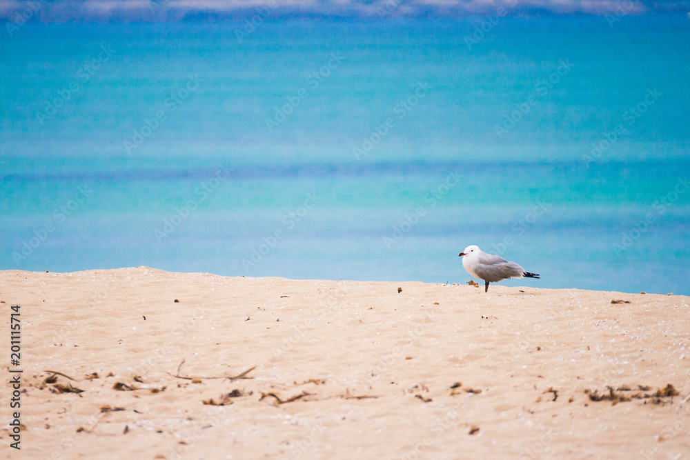 Fototapeta premium Einsame Möve am Strand