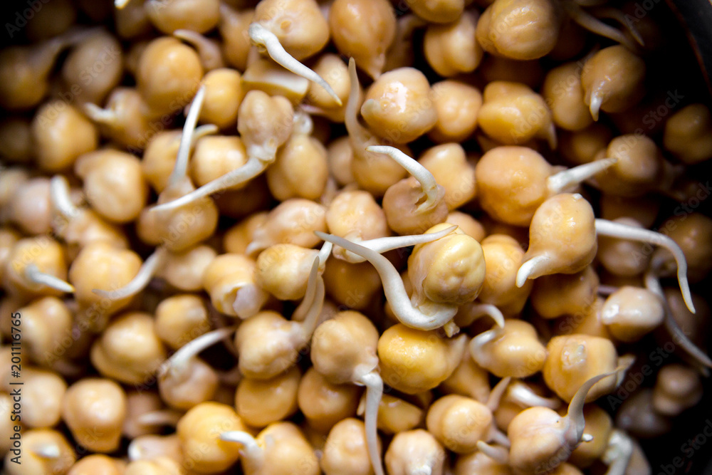 Sprouted chickpea close up. Bean sprouts raw. Source of protein for vegan healthy diet. Sprouted chickpea close up. Bean sprouts raw. Source of protein for vegan healthy diet.