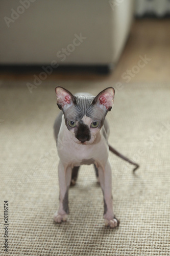 cute grey hairless cat