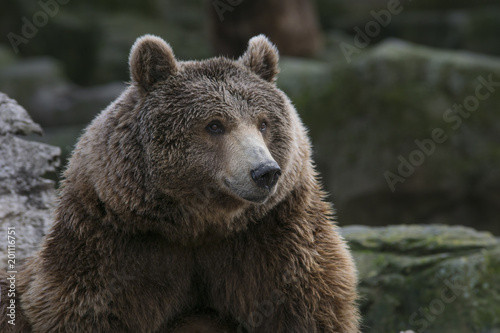 Retrato de un oso pardo