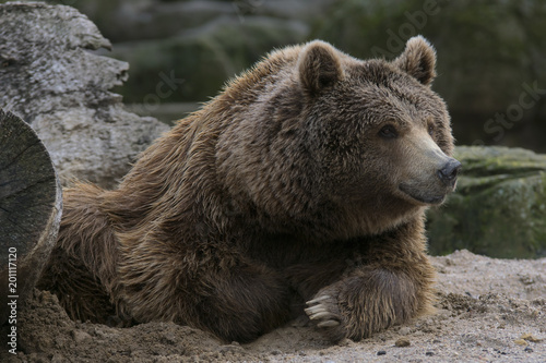 Wallpaper Mural Oso pardo olisqueando Torontodigital.ca