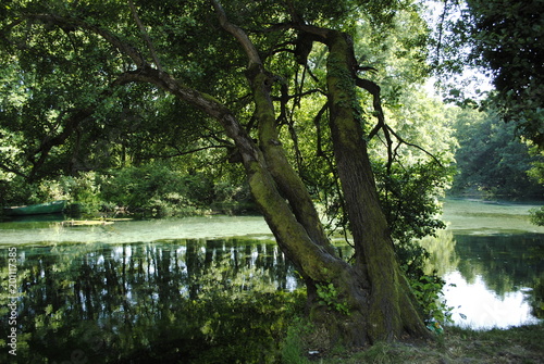 Tree on the river bank in summer