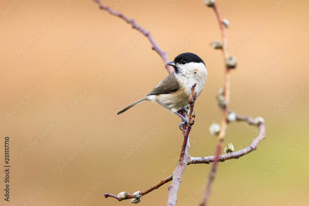 Obraz premium Sumpfmeise 5