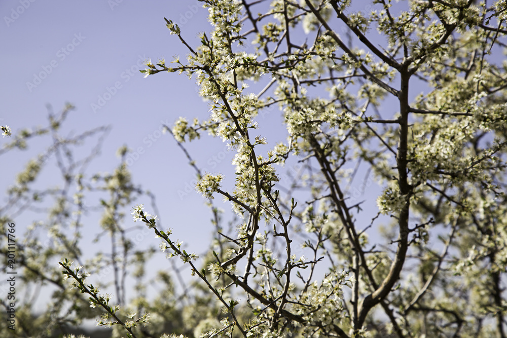 Almond tree in flower