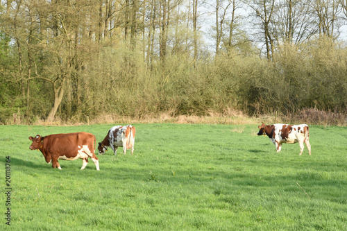grazend roodbont vee in de wei in het voorjaar bij de Kruisbergse bossen photo