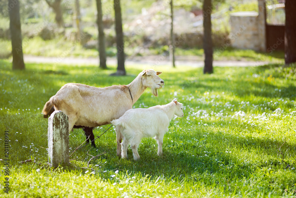 Obraz premium Goat family on a pasture in a green meadow