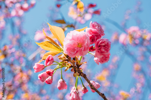 Blossoming sakura flowers in spring