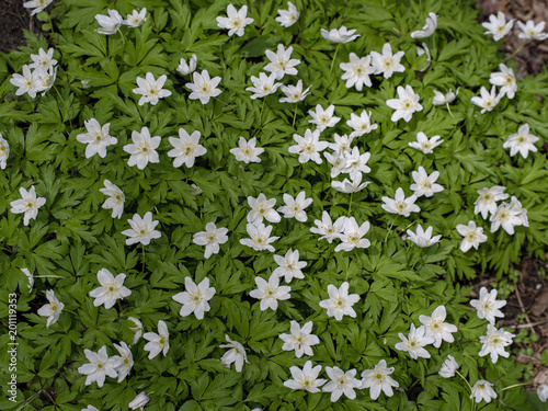 Wild little white flowers in forest