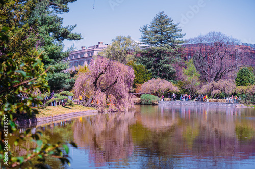 View of the Japanese Garden at Brooklyn Botanic Garden, New York City.