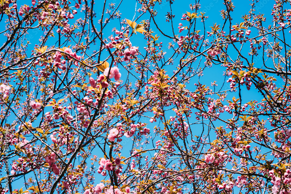Blossoming sakura flowers in spring Blossoming sakura flowers in spring