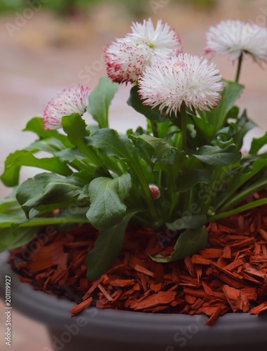 Obraz na plátně pot de fleurs blanches paille rouge