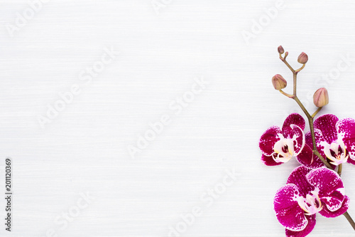 Fototapeta Naklejka Na Ścianę i Meble -  Beauty orchid on a white background.