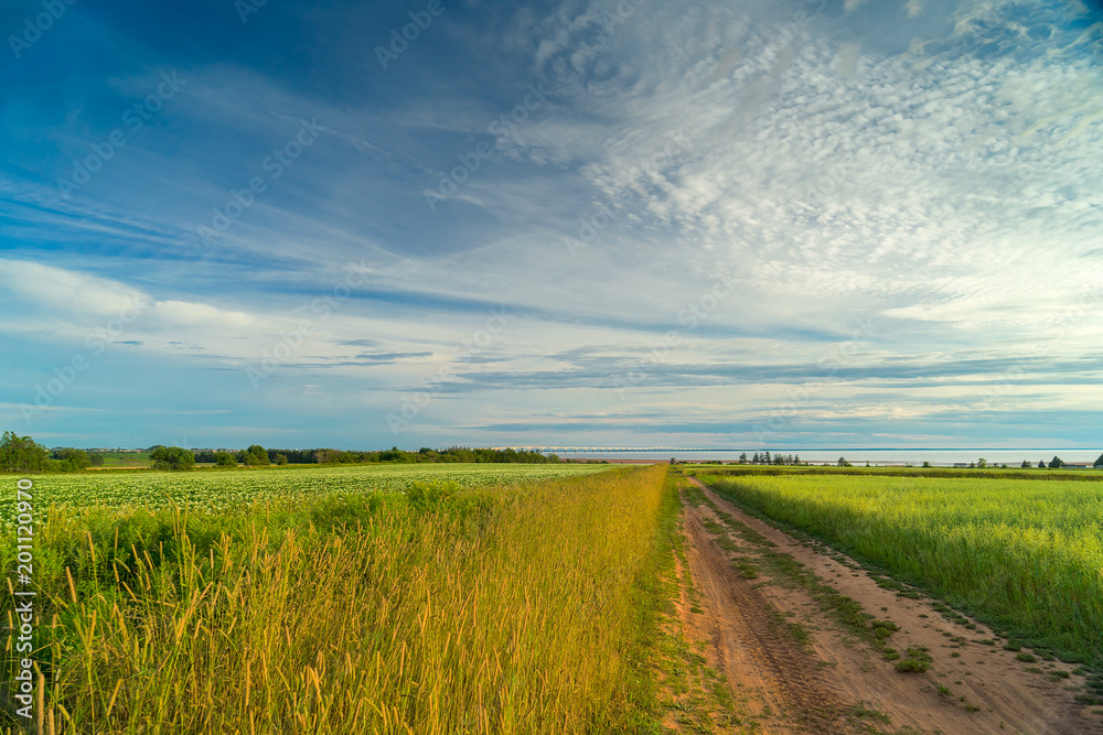 Farm fields with potatoes in rural Prince Edward Island, Canada. The Confederation Bridge can be seen at the horizon.