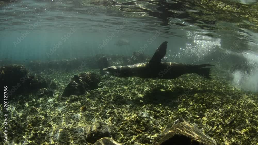Californian sea lion (Zalophus californianus) swimming and playing in the reefs of los islotes in Espiritu Santo island at La paz,. Baja California Sur,Mexico.