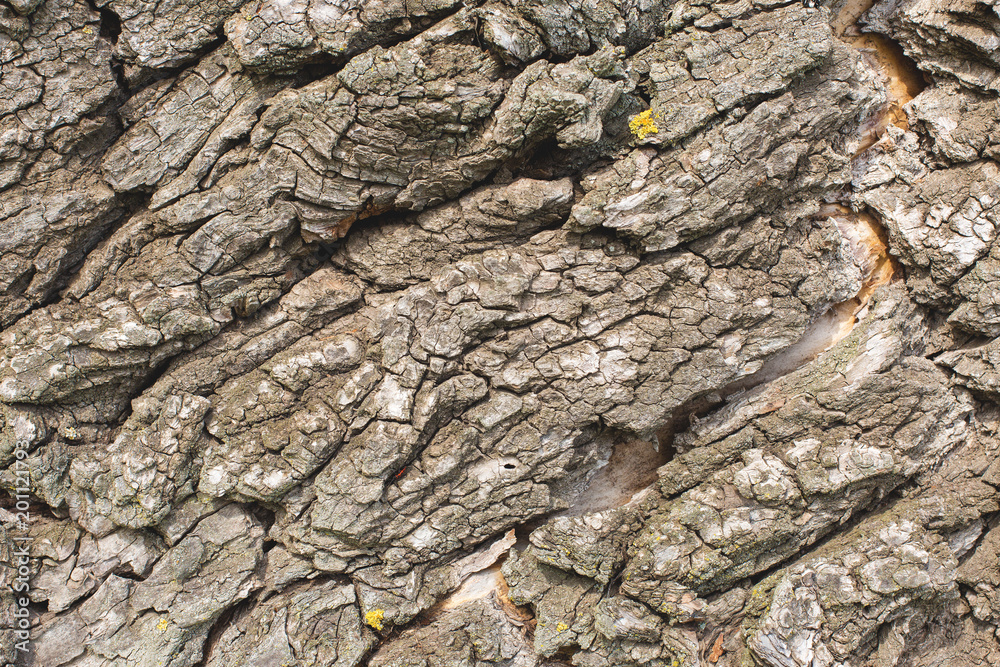 Stump texture on the cut, beautiful wood texture rustic Stump texture on the cut, beautiful wood texture rustic