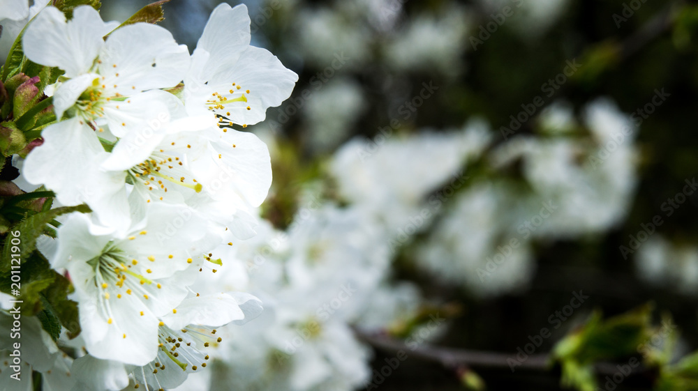 White cherry flowers tree