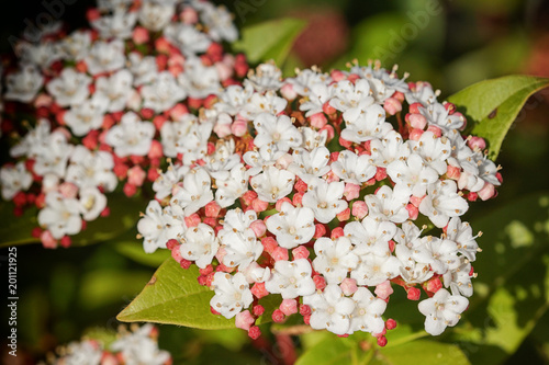 Laurustinus, Viburnum tinus photo