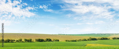 Green spring corn field and blue sky © Serghei V