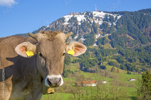 Kuh - Allgäu - Grünten - süß - Braunvieh - Alpen
