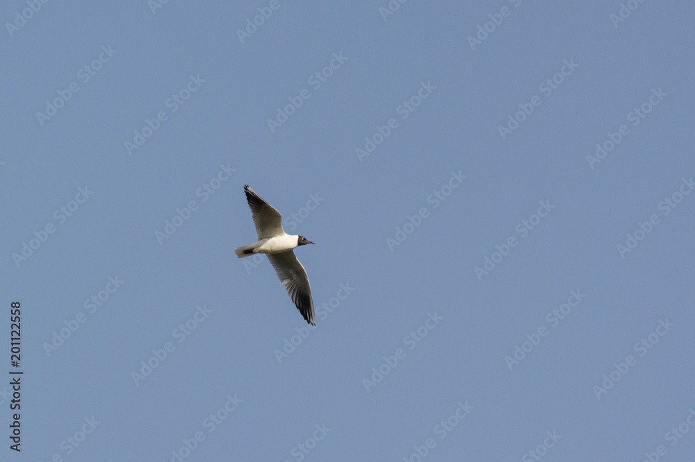 Seagull sailing flying in the sky.