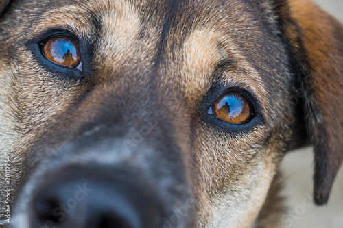 Puppy eyes
