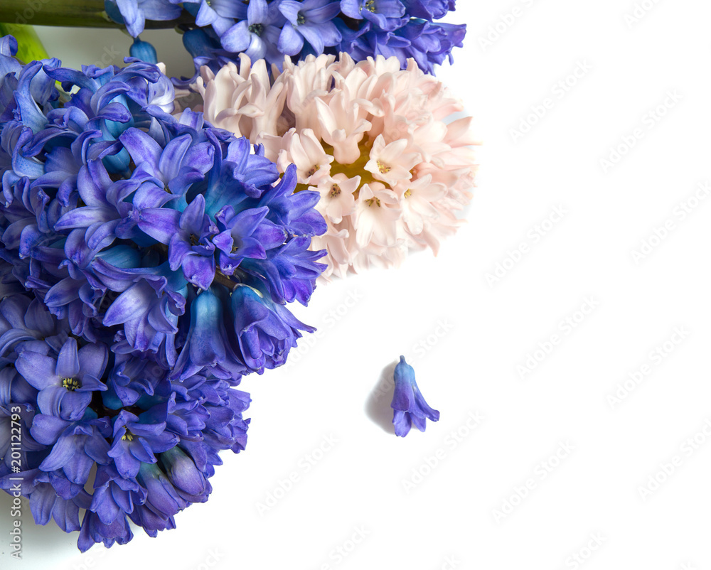 beautiful hyacinth flowers isolated on white