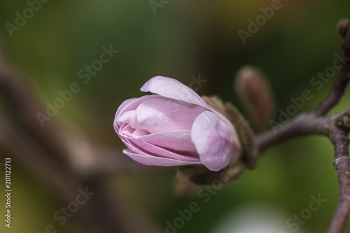 natural pink magnolia flower, natural white magnolia flower, closeup, magnolia, pąk kwiatowy 