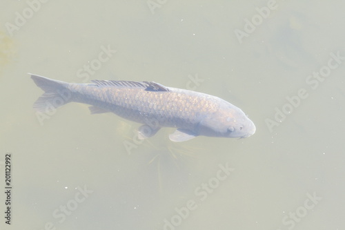Black Golden Koi or Carp Fish swimming in the pond photo