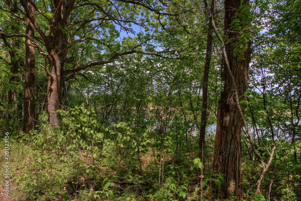 Fototapeta premium Summer in Schoolcraft State Park located in Northern Minnesota