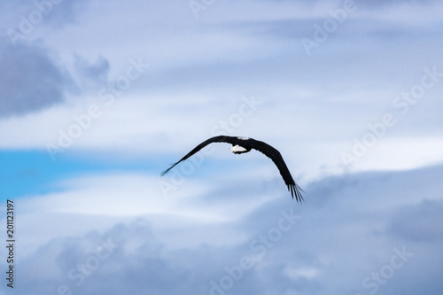 Juvenile Fish Eagle