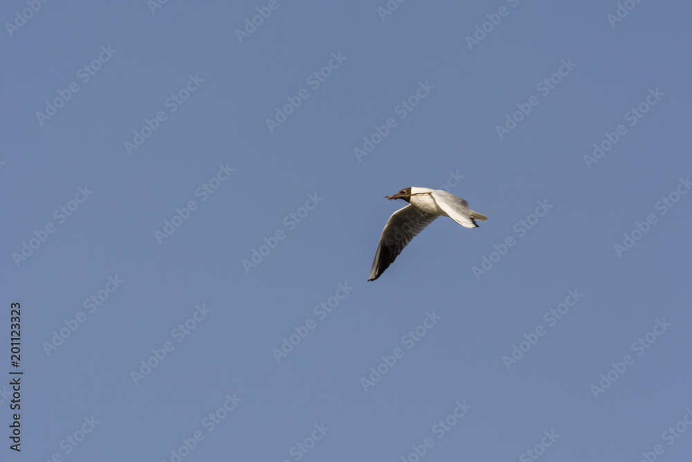 Obraz premium A seagull sailing flying in the sky carrying a straw to build a nest.
