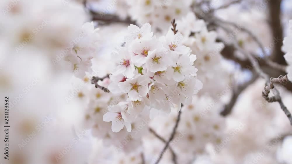 Sakura Cherry Blossom in Spring season Sakura Cherry Blossom in Spring season