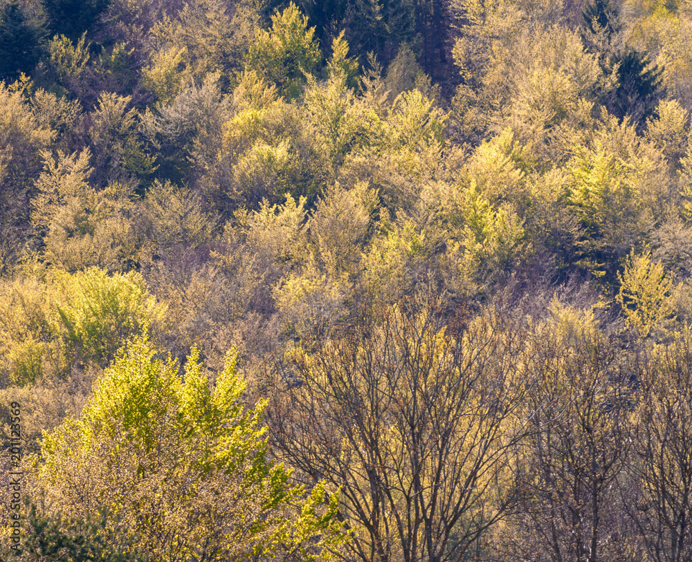 Gelber Wald