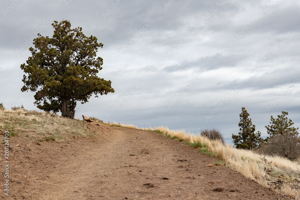 Fototapeta premium Empty dirt road path heading up a hill lined with grass and trees with copy space and a shallow depth of field