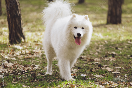 Beautiful dog Samoyed in the park, in the forest