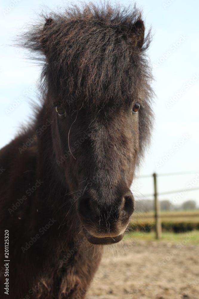 Obraz premium beautiful farm animals