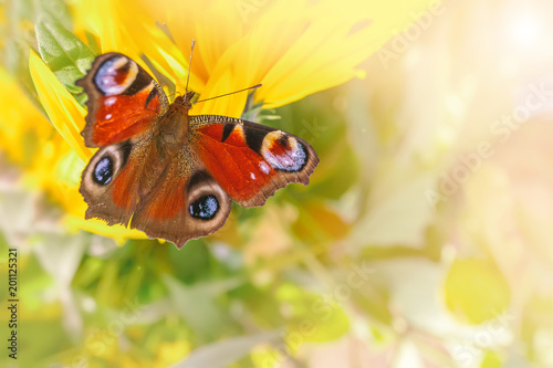 European Peacock butterfly Inachis io on a yellow flower. Copy space.