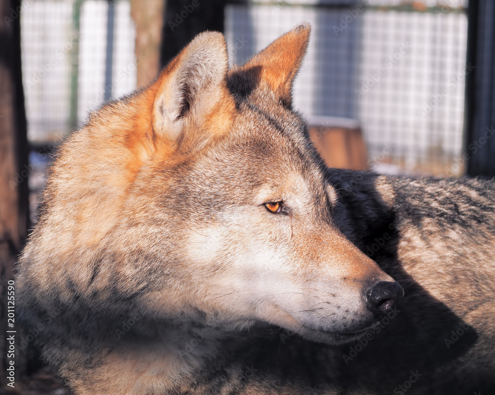 Obraz premium Wolf close up at the snow