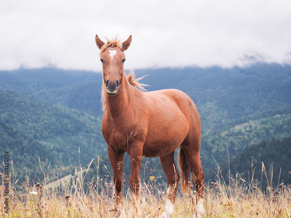Horse at the Carpatian mountains