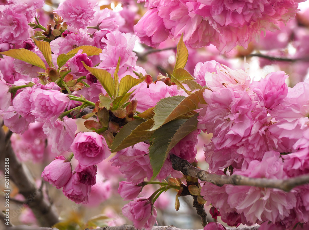 Fototapeta premium Focus Stacked Image of Cherry Blossoms in Full Bloom