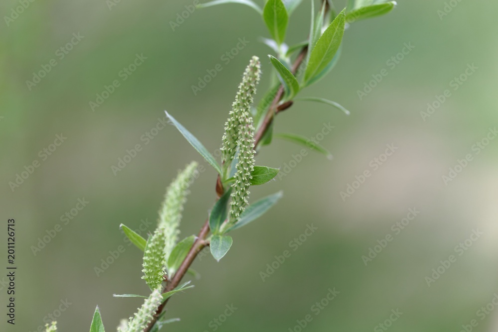 Willow flower of an Almond willow Willow flower of an Almond willow