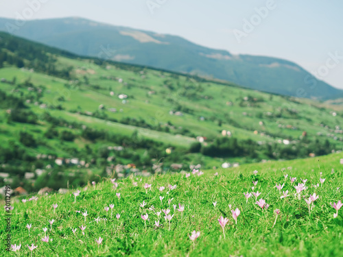 Flowers Crocus heuffelianus at the carpatian mountains