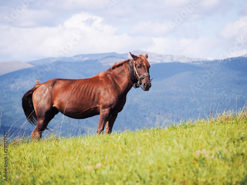 Horse at the Carpatian mountains