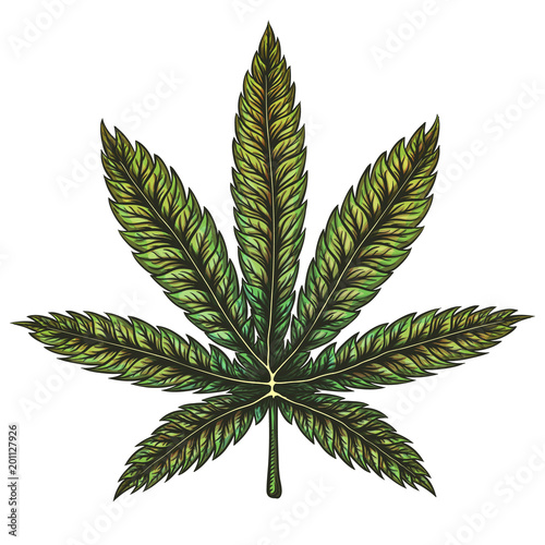 Cannabis leaf vector illustration.
