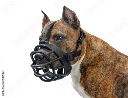American staffordshire terrier dog with muzzle on white background © tinkerfrost