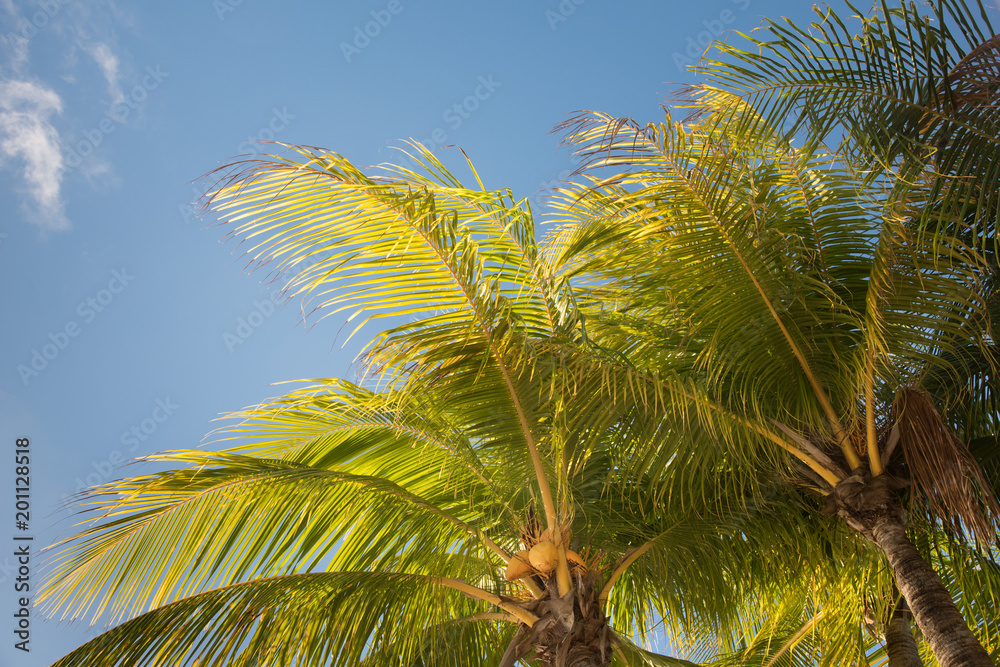 Fototapeta premium Palm trees against blue clouded sky