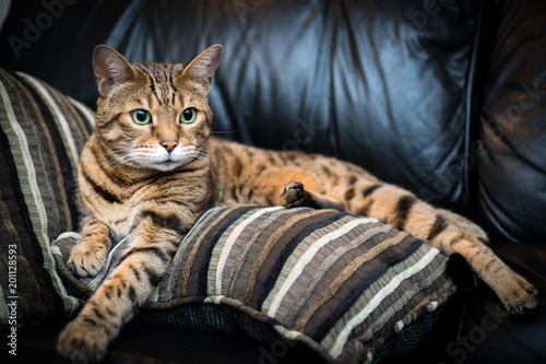 Obraz na plátne Portrait of a Bengal cat lying down on the sofa